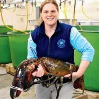 12kg monster lobster caught off Maine coast