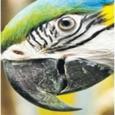 Depressed parrots prescribed Prozac
