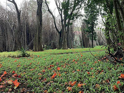 Story Behind The Photo: Wow Boughs