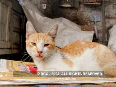 Hyderabad: Cops fail to resolve Facebook friends’ fight over missing cats