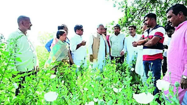 Opium crop found on farmland linked to BJP leader in Chhattisgarh; party suspends him as Congress seeks probe