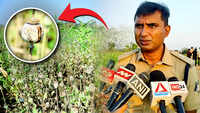 Opium crop found on farmland linked to BJP leader in Chhattisgarh; party suspends him as Congress seeks probe