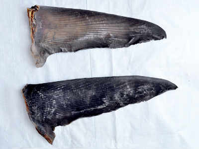 4 held for smuggling 8,000 kg shark fins