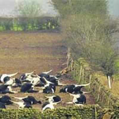 UK to get to root of cattle disease