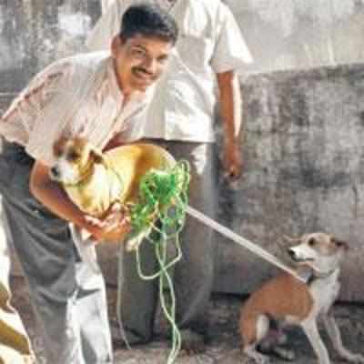 Dogs rescued from terrace after recovery agents seal Airoli house