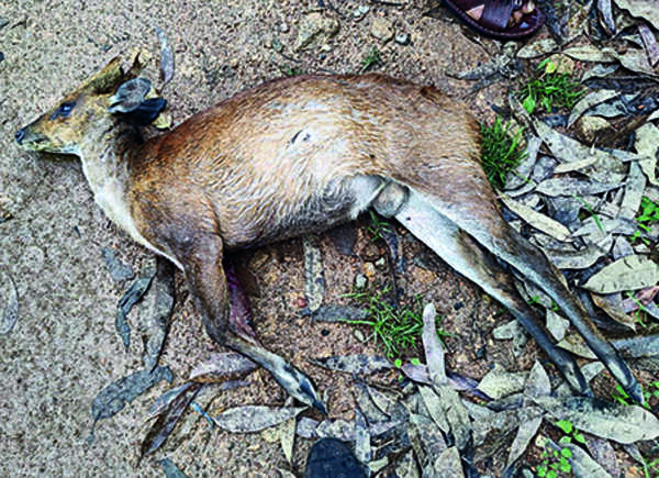 Stray canines a threat to wildlife in Munnar region