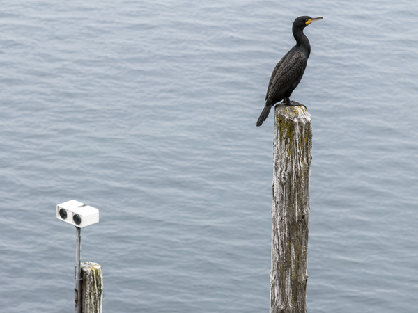 Scientists left giant eyeballs on Denmark’s coast for 46 days, and the reason is fascinating