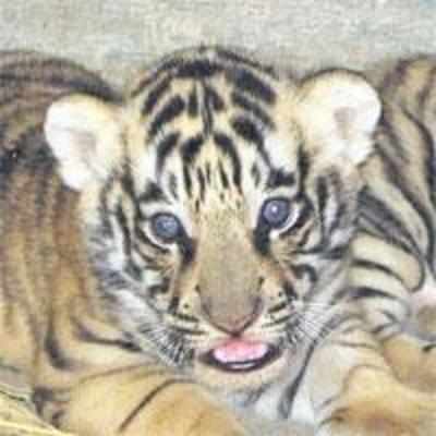 Tiger cubs to soon be new attraction at National Park