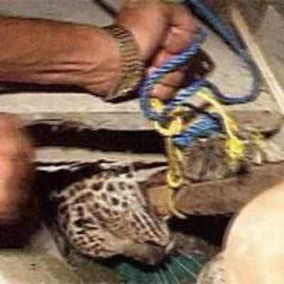 Residents catch leopard cub separated from momx