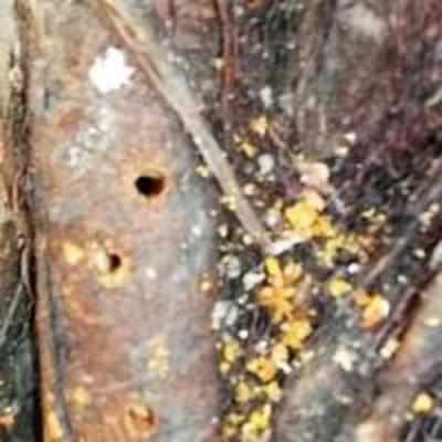 Builder drilling poison into our trees, allege Lower Parel residents