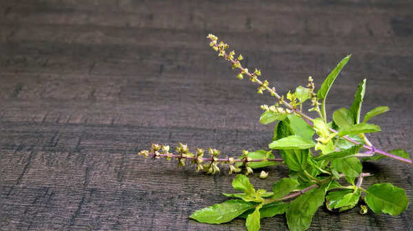 Consuming Tulsi leaves