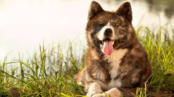 Akita Inu from Japan