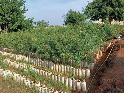 IISc’s green experiment