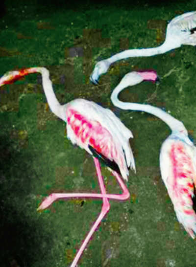 The lost Flamingos of Bombay