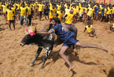 Jallikattu organised in TN village, 28 people held