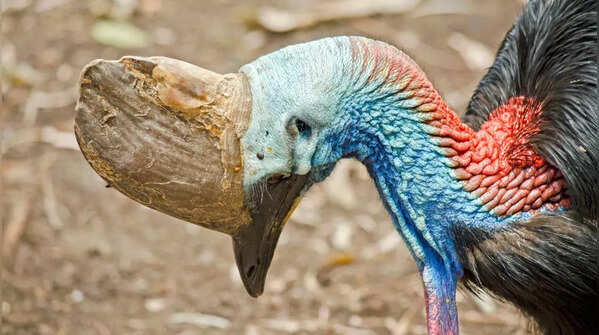 Southern Cassowary
