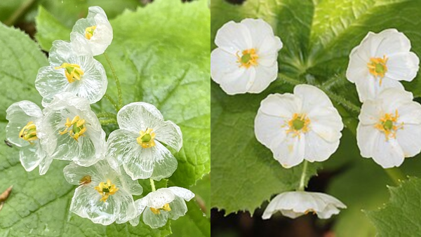This rare flower in Japan turns completely transparent when it rains and looks like glass