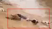MP: Several cows washed away in floodwaters in Dewas 