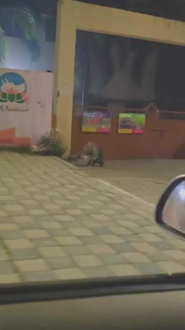 Porcupines spotted in city surprise enthusiasts