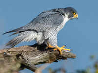 'Cheetah of sky', Peregrine falcon sighted in Udanti Sitanadi tiger reserve