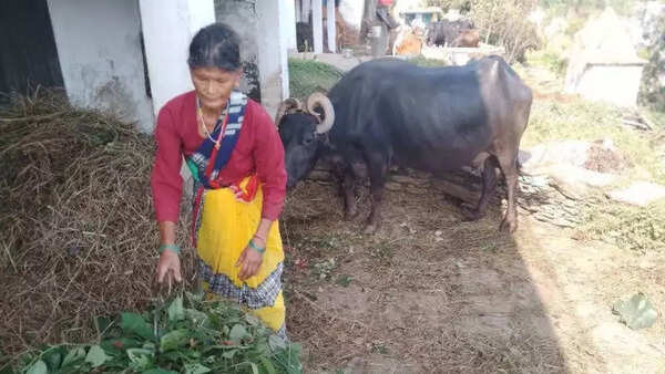 Uttarakhand woman, who refused to attend Estonia acting award to look after buffalo, now nominated in New York festival