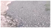 Fishes die due to lower water level in Jodhpur’s pond 