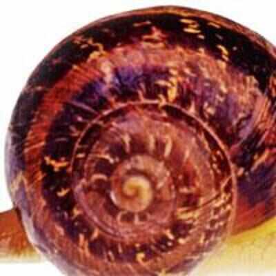 Snail locomotion could inspire new medical devices