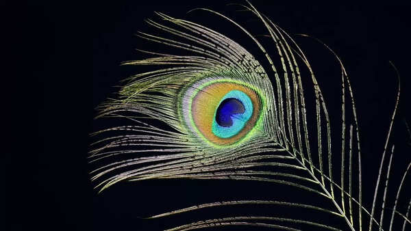 These birth dates should keep Peacock feather with them
