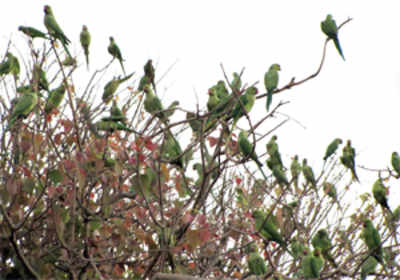 Bird lovers discover haven for parakeets across city