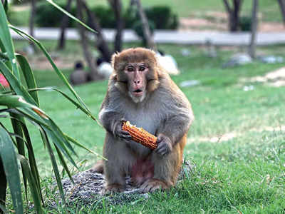 Revenge: A dish best served cold, proves monkey