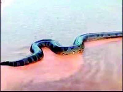 Fake News Buster: An Amazonian Anaconda in Karnataka