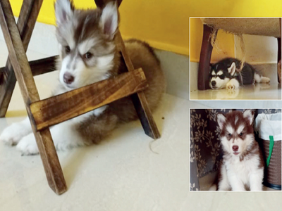 Dognapped: Husky puppies stolen in the dead of night