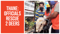 Mumbai: Two deers rescued from housing complex in Thane 