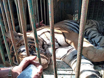 ‘Killer’ Tiger caged