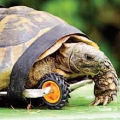 Fastest tortoise on the wheel