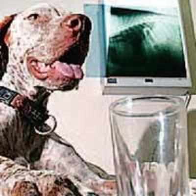 Dog swallows booze and glass in a single shot