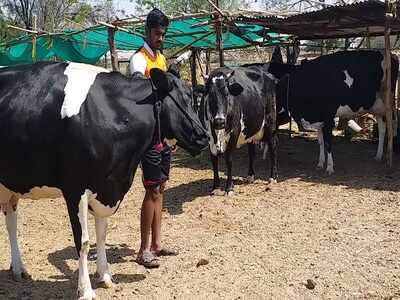 Milk economy in Western Maharashtra struggles for government's hand