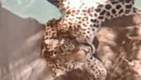 Leopard falls into well in UP’s Amroha, rescue team on spot 
