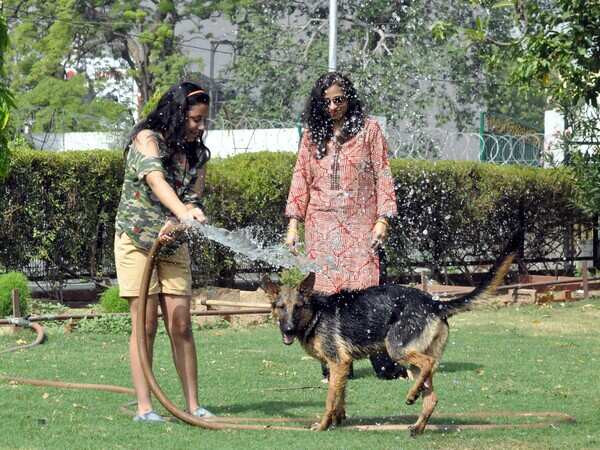 How Agra  pets are  beating  the heat!