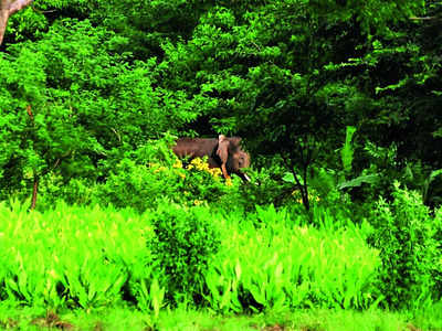 After warning & fine, man who teased elephant let off