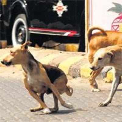 NGO to sterilise 100 stray dogs every day