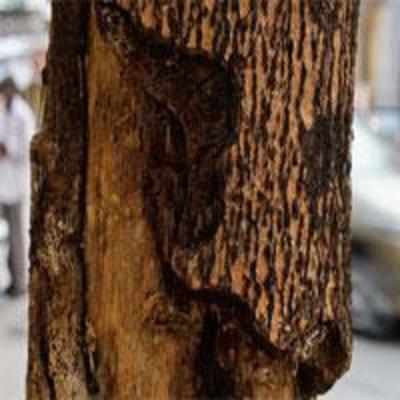 Eight trees hacked in one night at Mahim