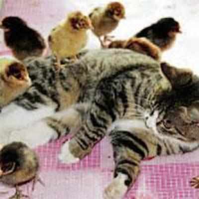 Kind-hearted cat adopts baby chicks