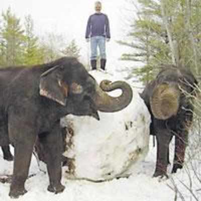 Meet the elephants who love to make jumbo snowballs