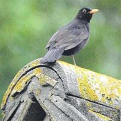 Blackbird that thinks it's an ambulance!