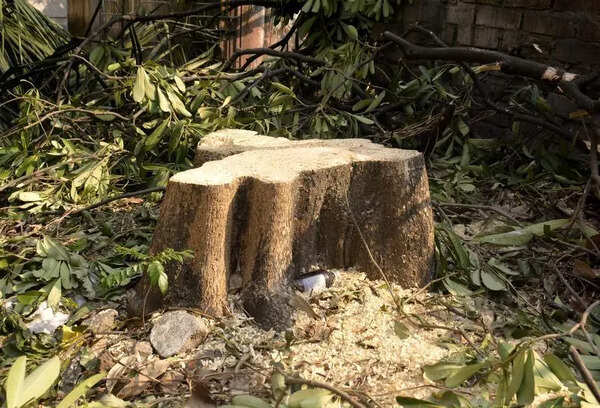 NGT blames officials for axing of trees in Barnala, theft FIR against unknown persons