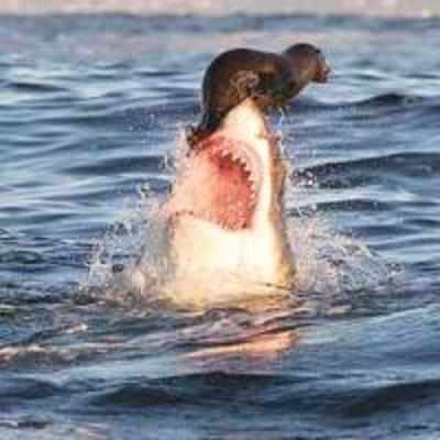 Seal's lucky escape as great white shark misses target