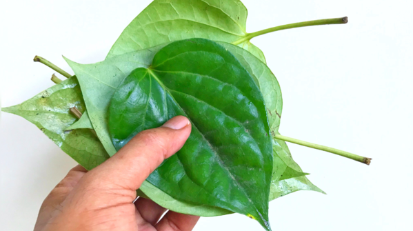 Benefits of paan patta