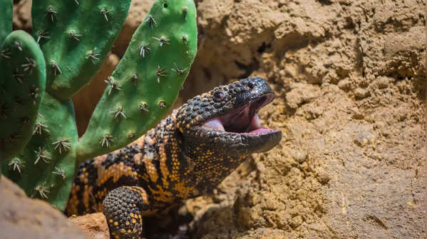 Only Two Venomous Lizards in North America