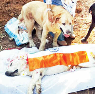 26/11 hero police dog dies at Virar retirement home